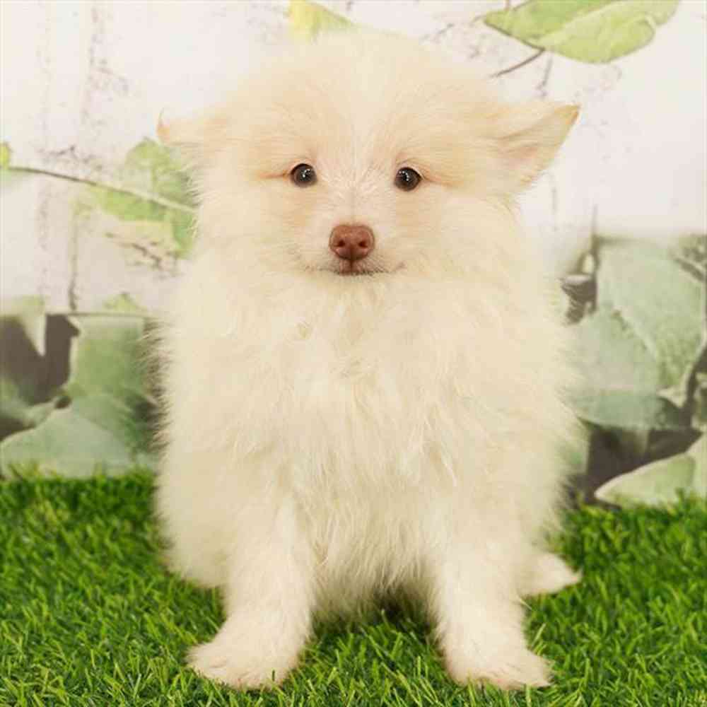 pet breed image