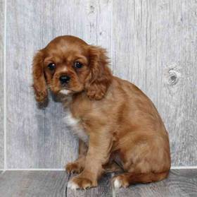 Cavalier King Charles Spaniel
