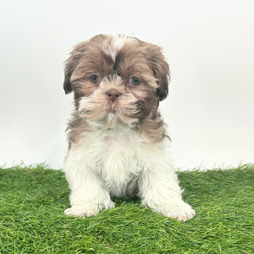 carousel pet images