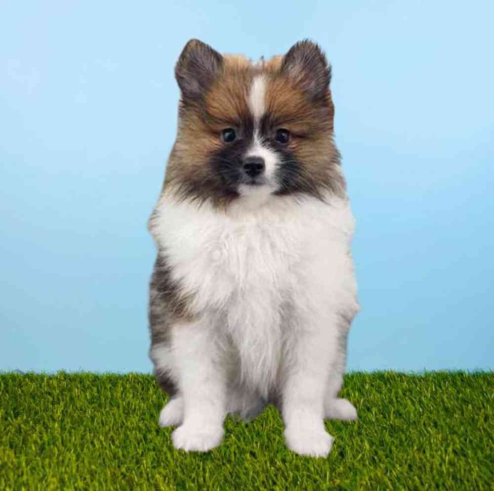 carousel pet images