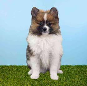 Pomeranian
