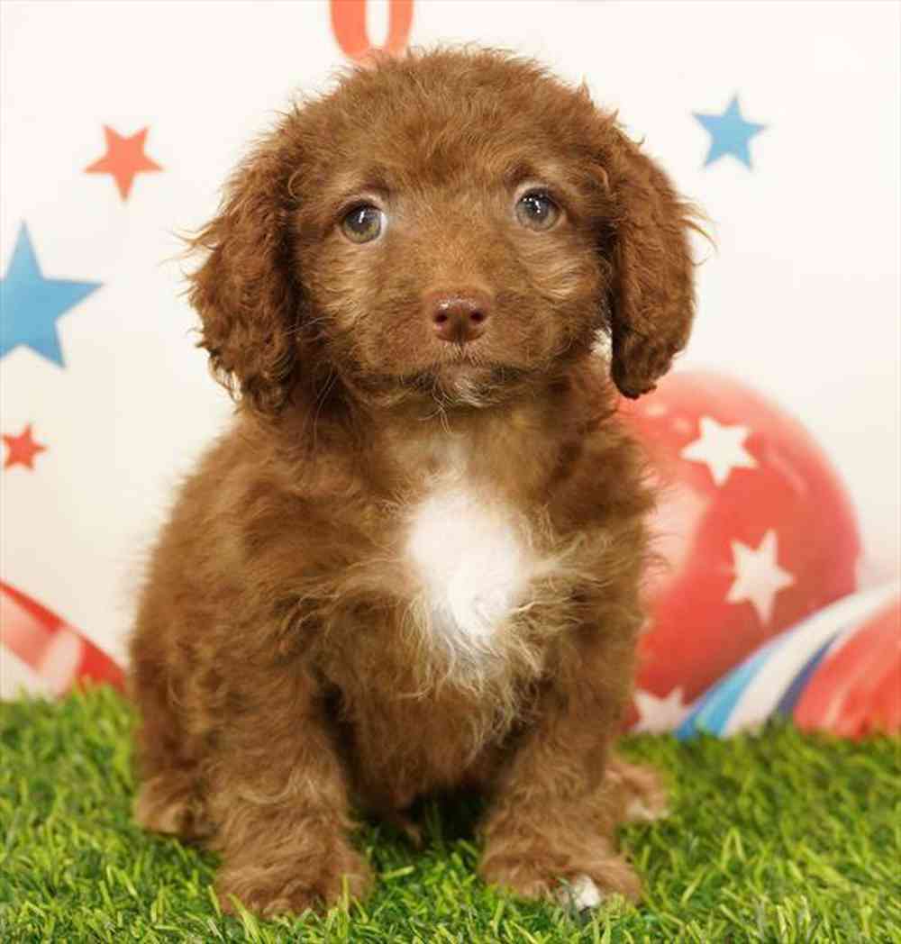 pet breed image