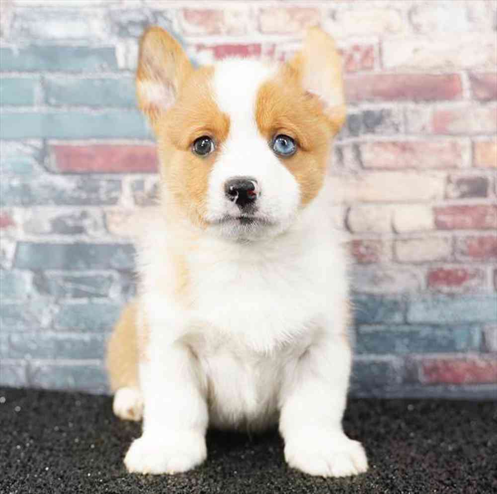 carousel pet images