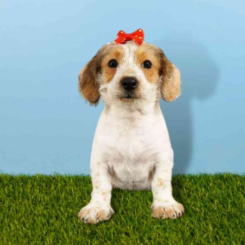 Female Bichon - Dachshund Puppy for sale