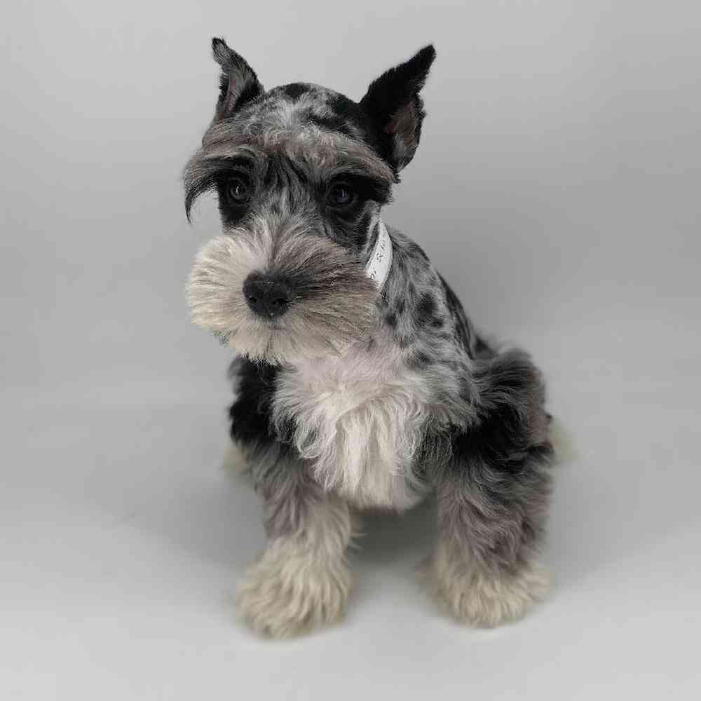 carousel pet images