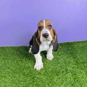 Basset Hound