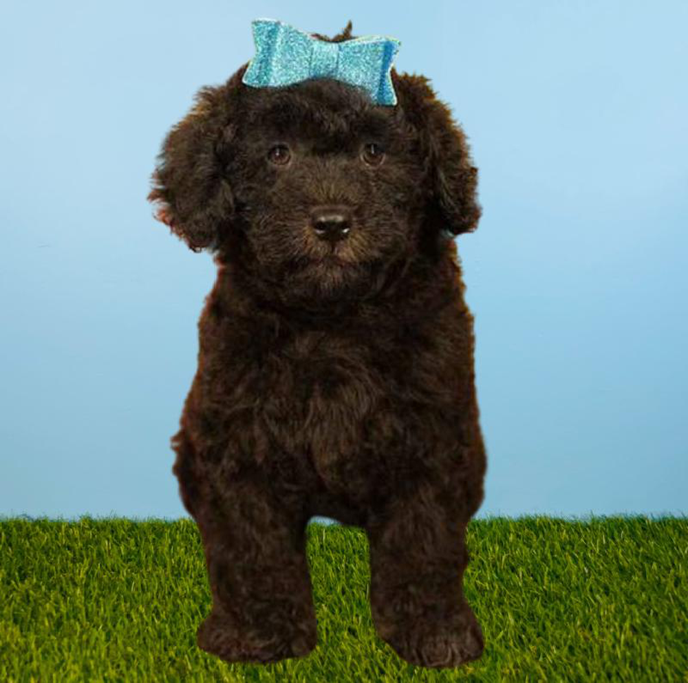 Female 2nd Gen Mini Goldendoodle Puppy for sale