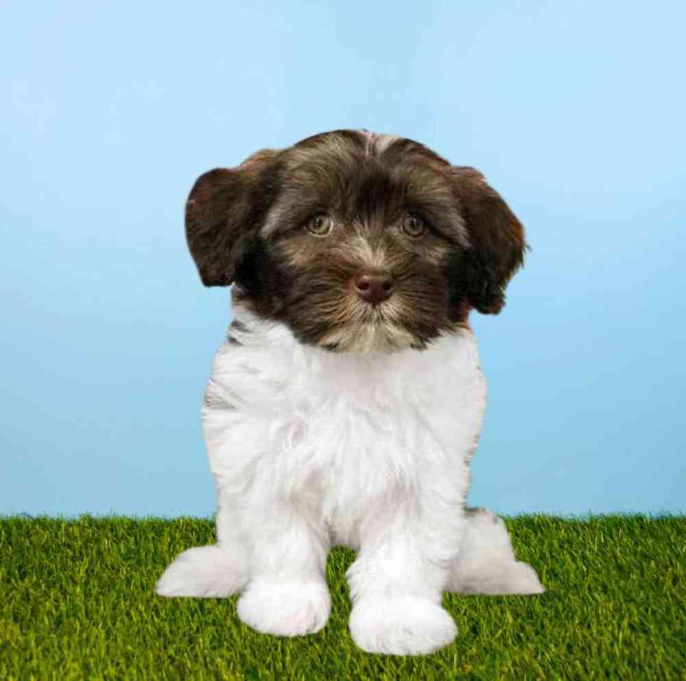 Female Havanese Puppy for Sale in Meridian, ID