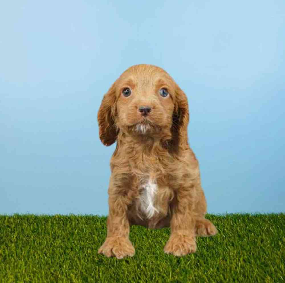 Male Cockapoo Puppy for Sale in Meridian, ID