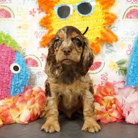 Cocker Spaniel