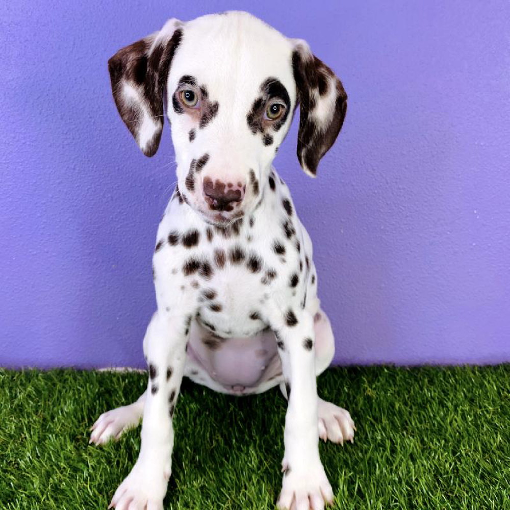 Female Dalmatian Puppy for sale