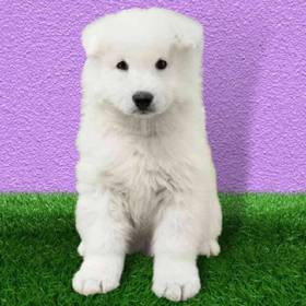 Samoyed