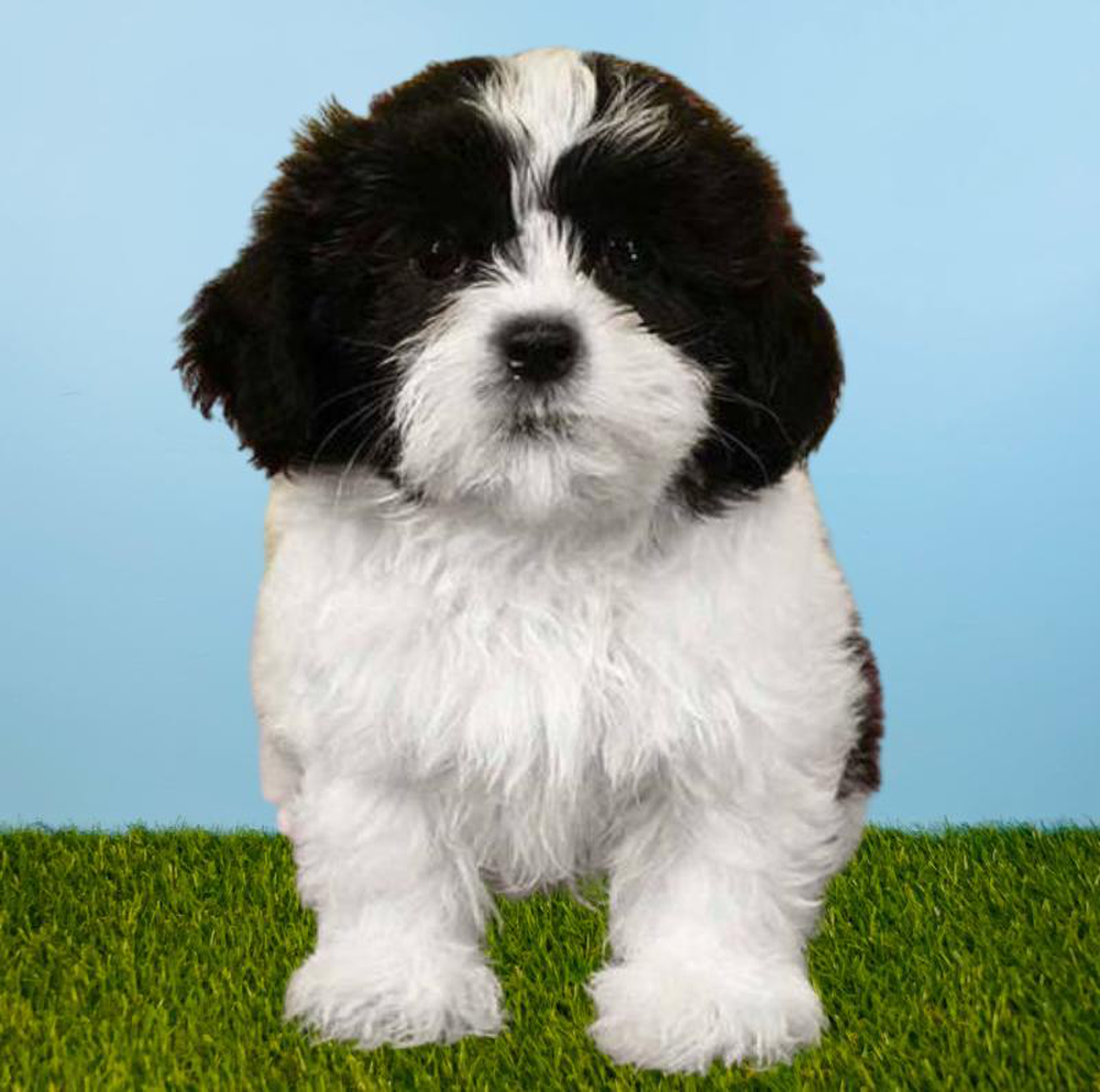 carousel pet images