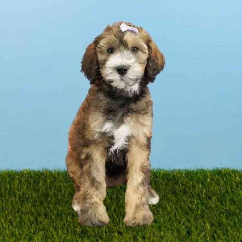 Female 2nd Gen Standard Bernadoodle Puppy for sale
