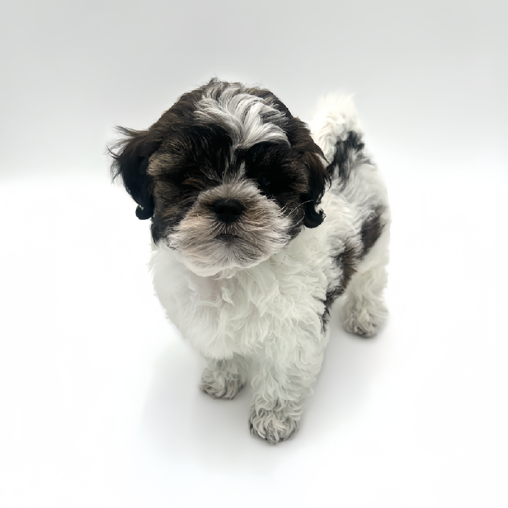 carousel pet images