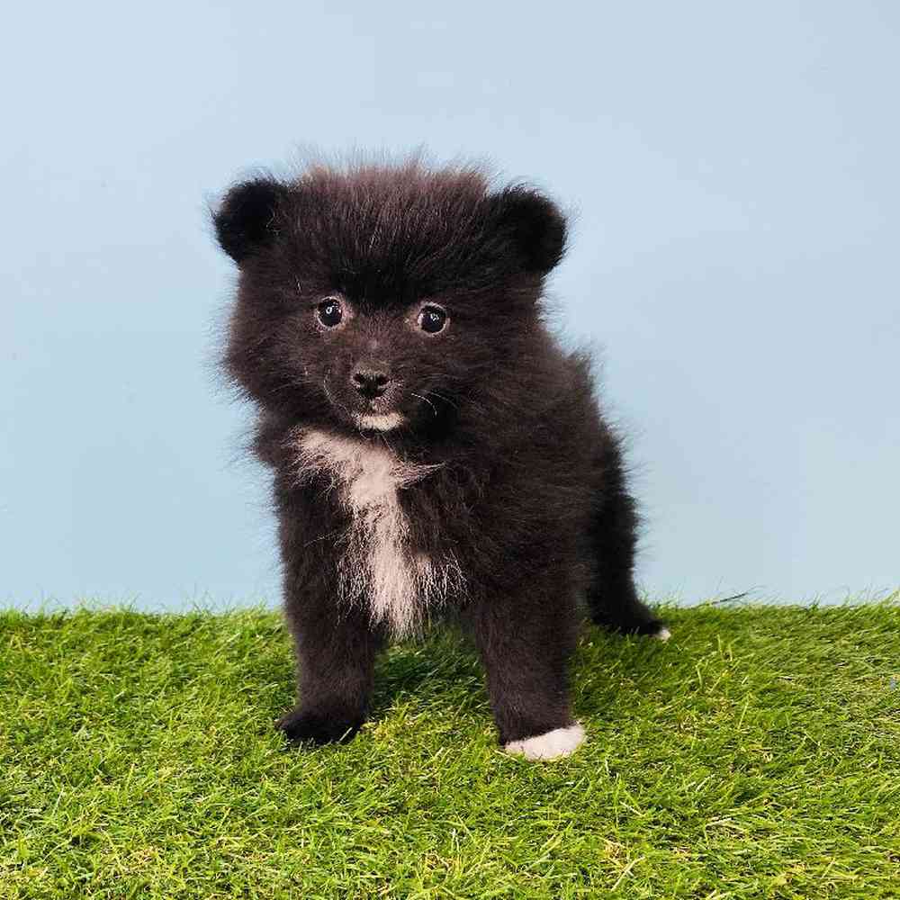 Female Pomeranian Puppy for sale