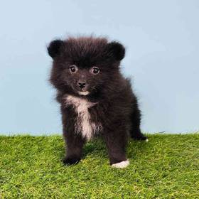 Pomeranian