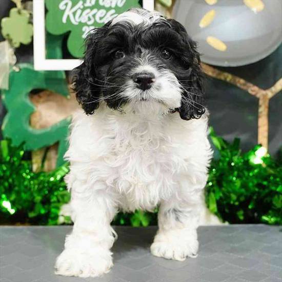 Available Puppies For Sale - Puppyland Idaho