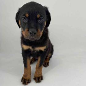 Rottweiler