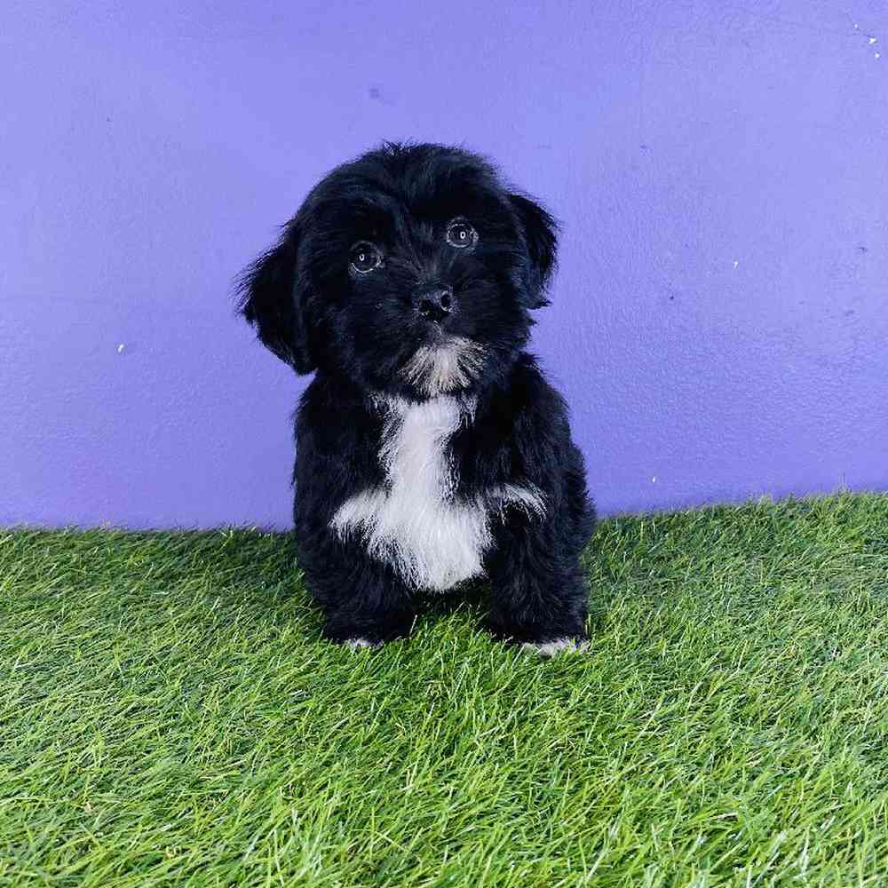 Male Shorkie Puppy for sale