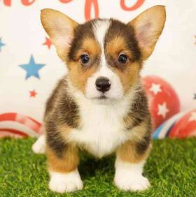 Pembroke Welsh Corgi