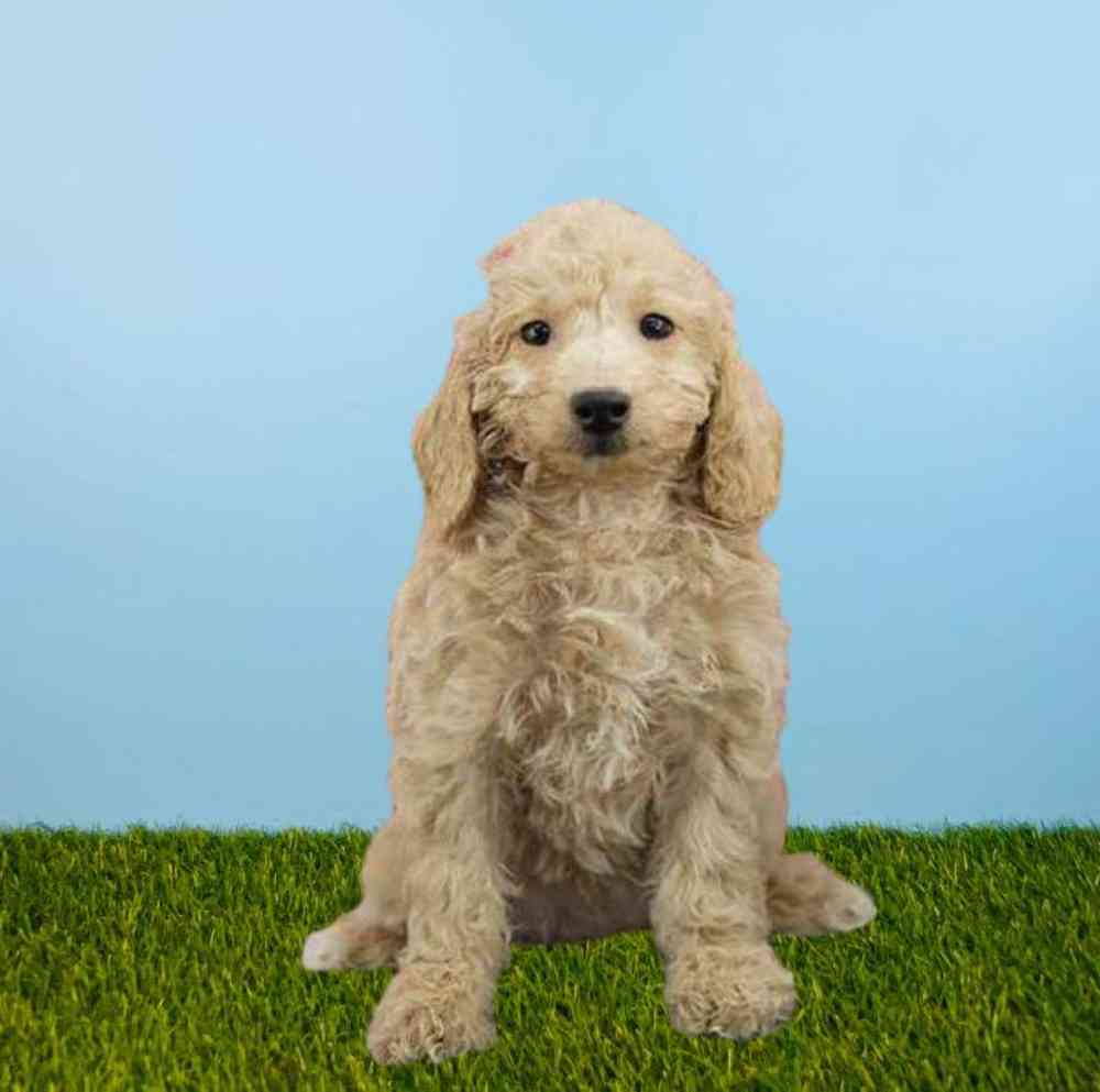 2nd Gen Mini Goldendoodle