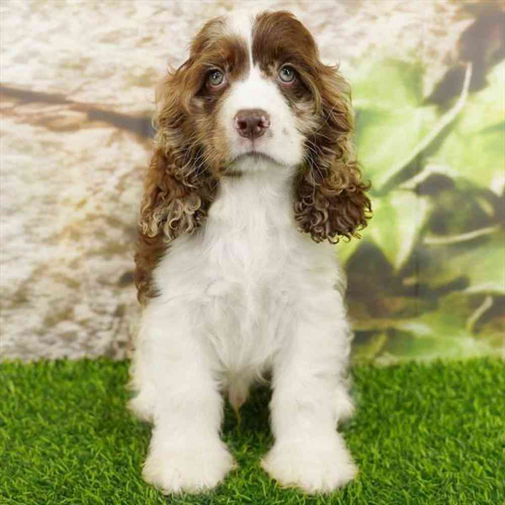 pet breed image