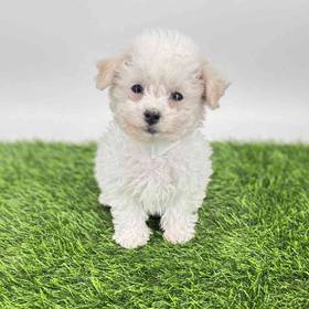 Bichon