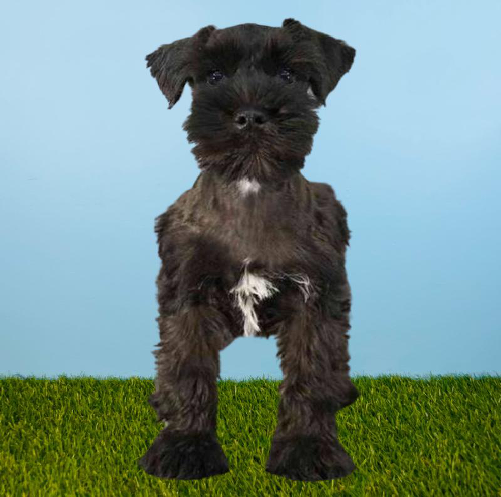 Female Mini Schnauzer Puppy for sale