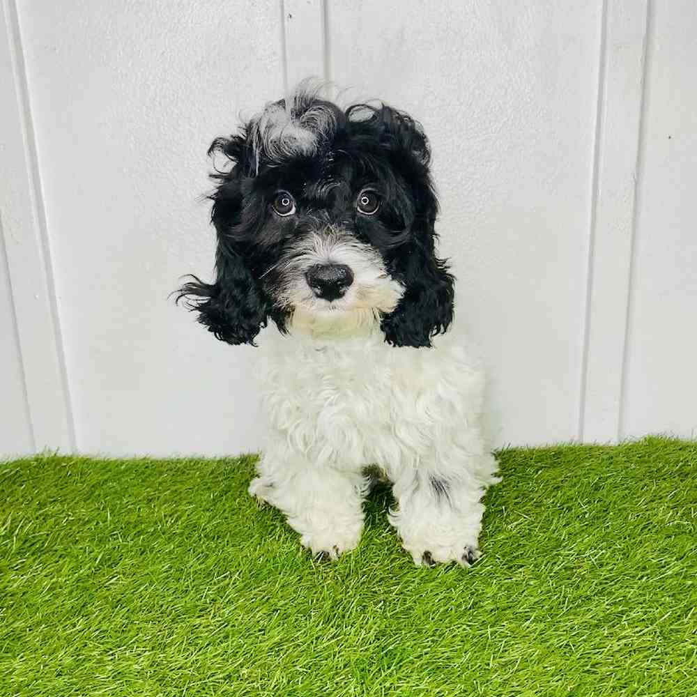 pet breed image