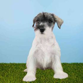 Mini Schnauzer