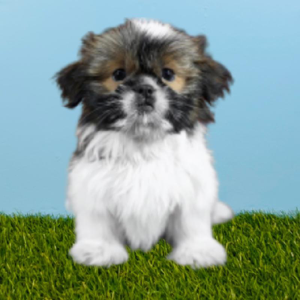 Male Shih Tzu Puppy for sale