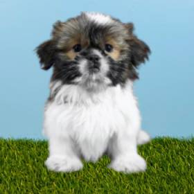 Shih Tzu