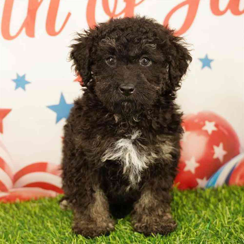 pet breed image