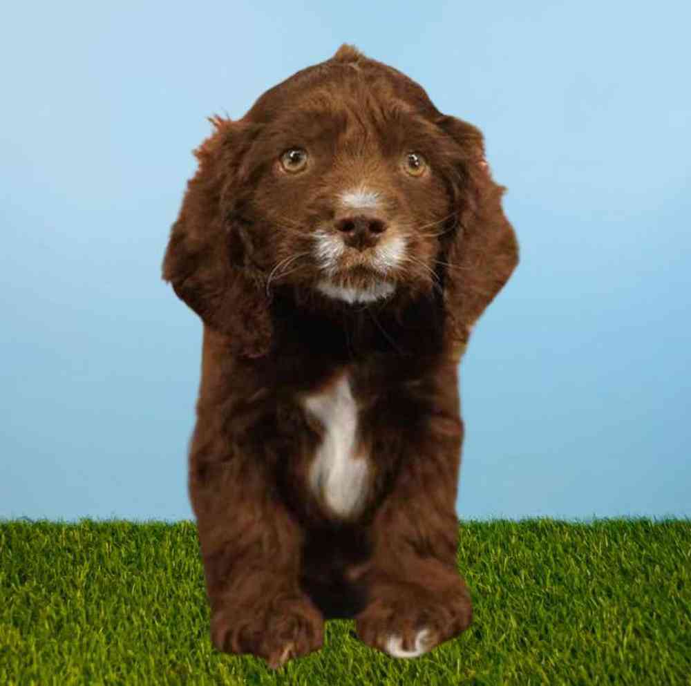 Male Cocker Spaniel Puppy for Sale in Meridian, ID