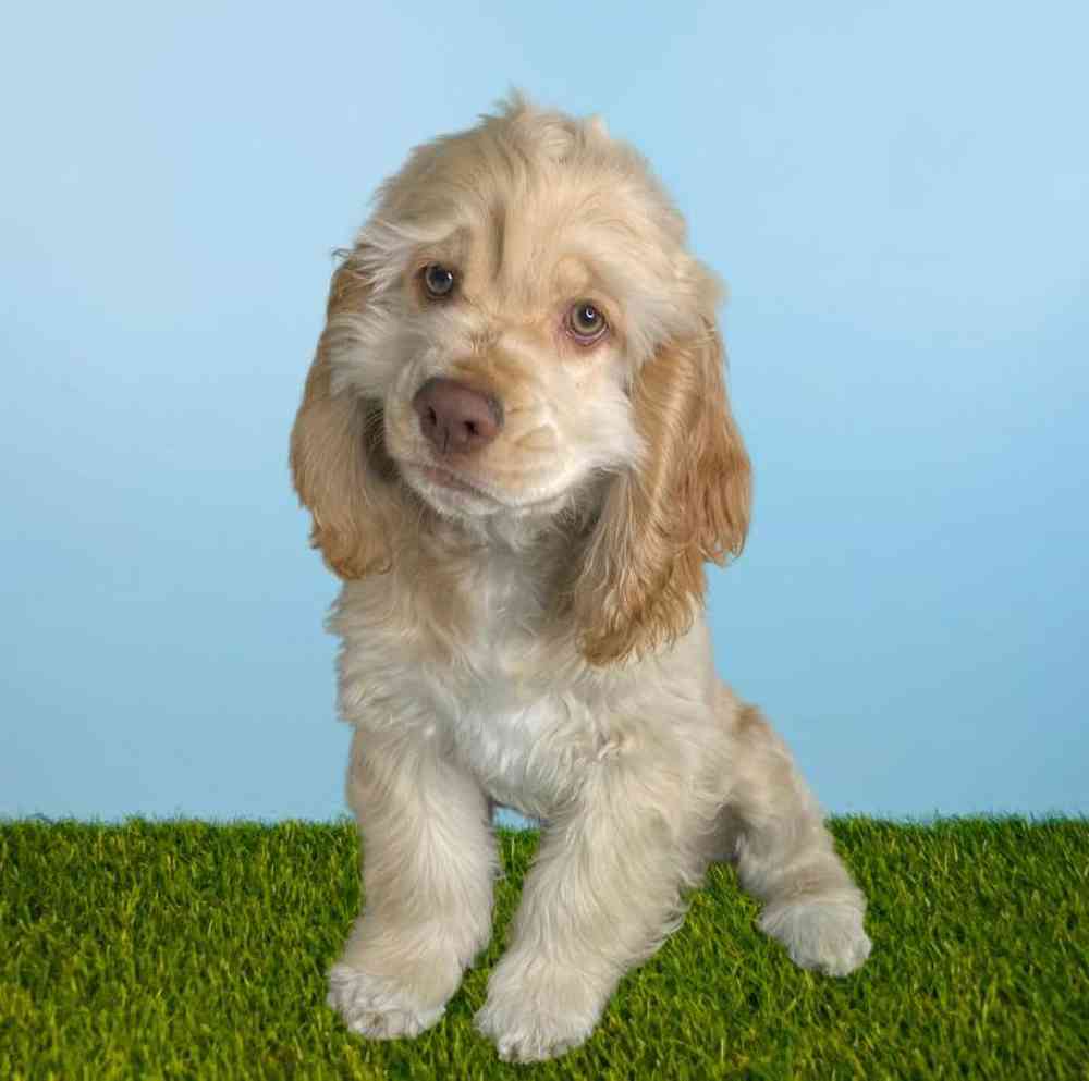 Male Cocker Spaniel Puppy for Sale in Meridian, ID