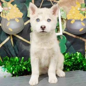 Pomsky