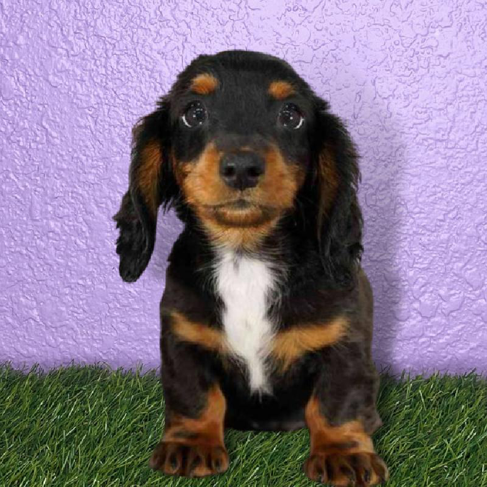 Female Dachshund Puppy for sale