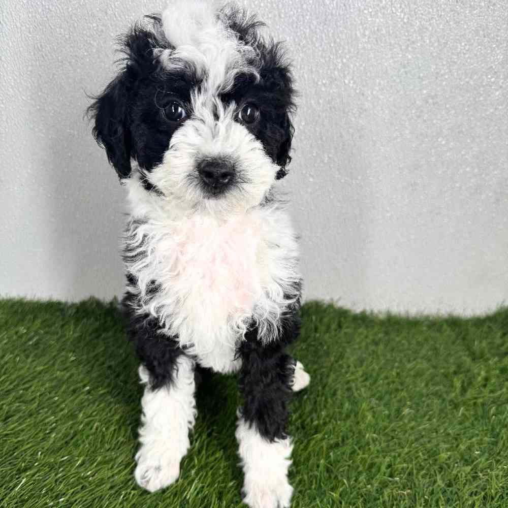 pet breed image