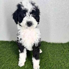 2nd Gen Mini Bernedoodle