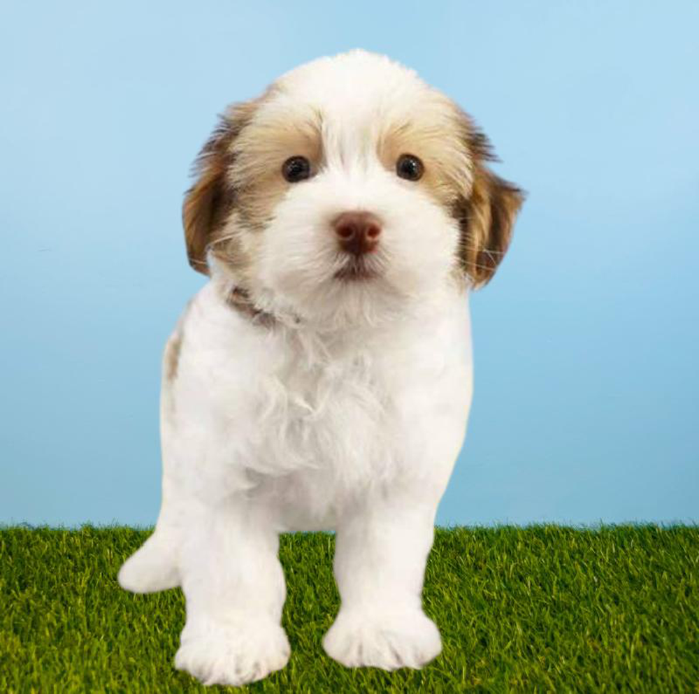 Male Havanese Puppy for sale