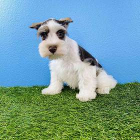 Mini Schnauzer