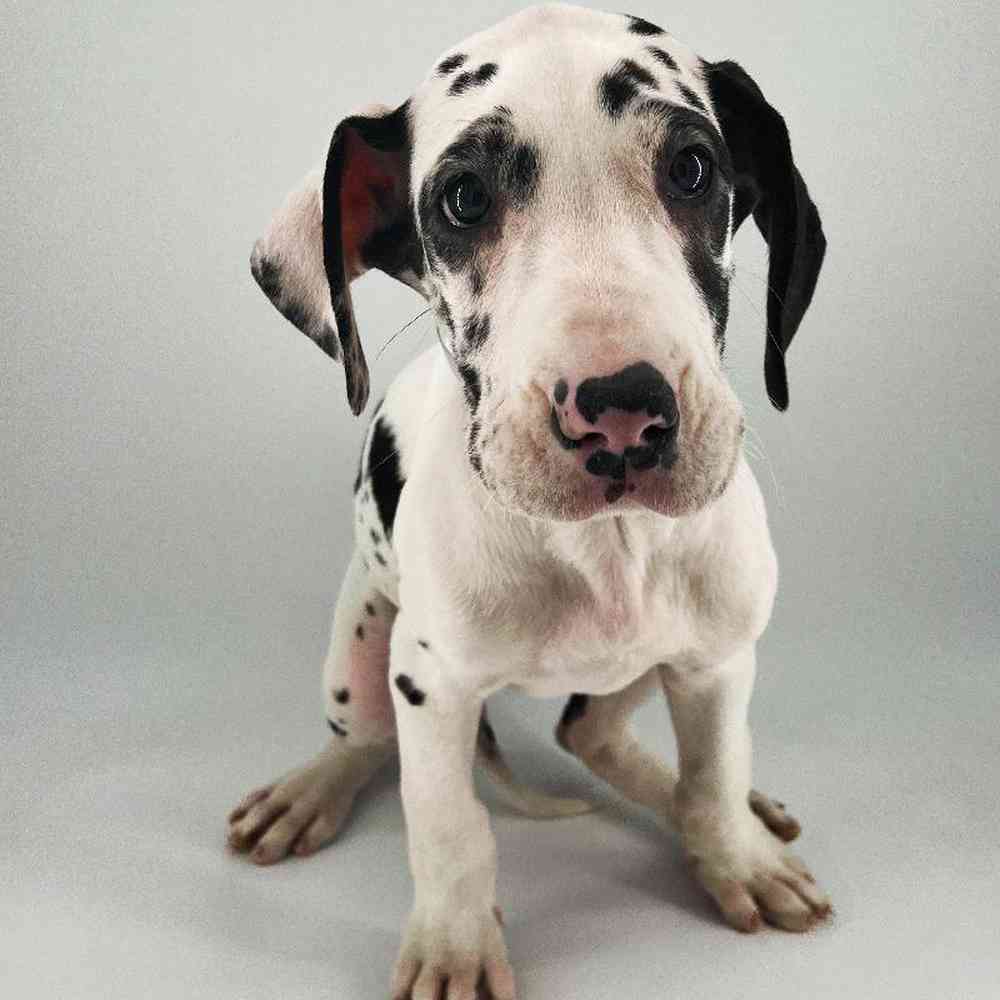 Female Great Dane Puppy for Sale in Meridian, ID