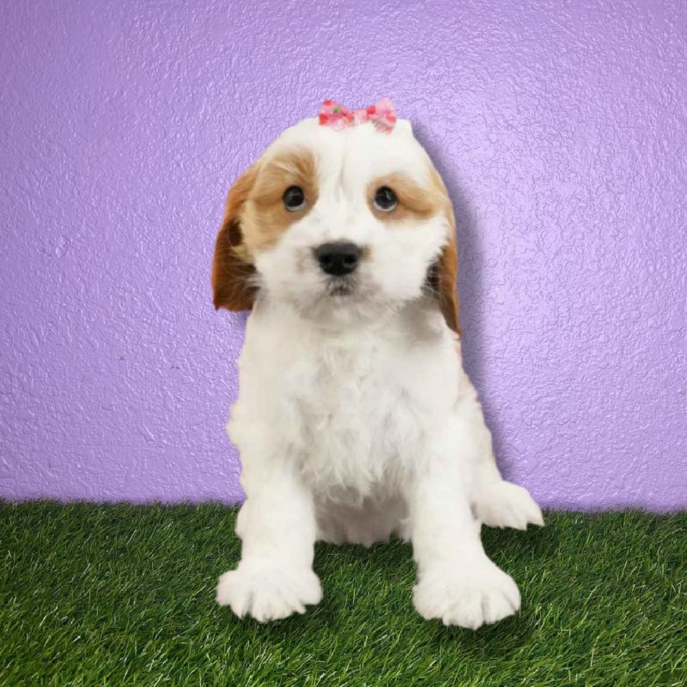 Female Cavapoo Puppy for sale