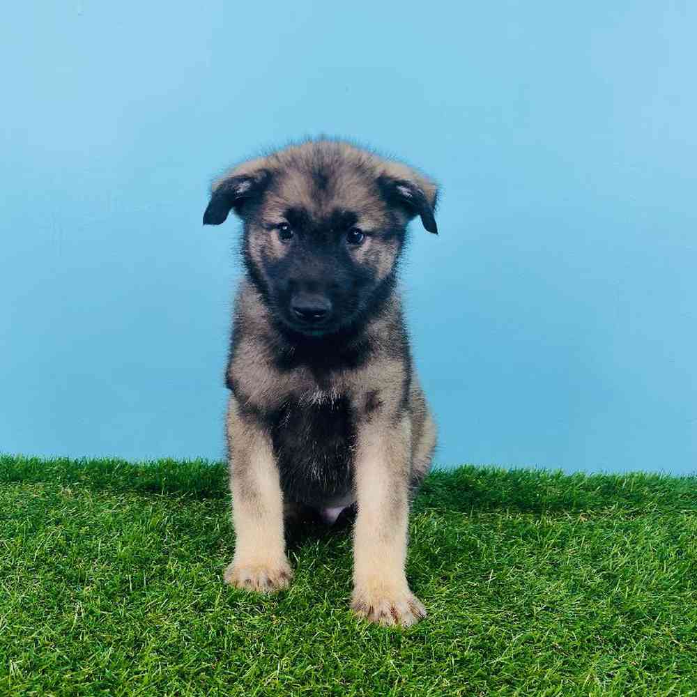 Male Norwegian Elkhound Puppy for sale