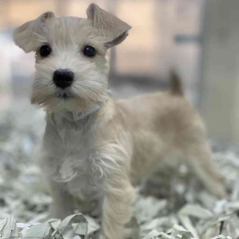 Female Mini Schnauzer Puppy for Sale in Meridian, ID