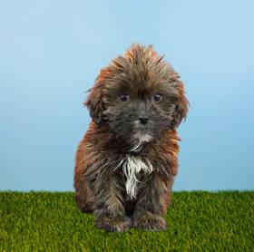 Lhasa-Poo
