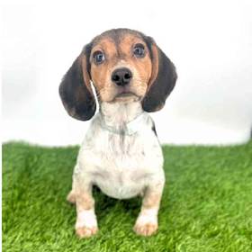 Beagle