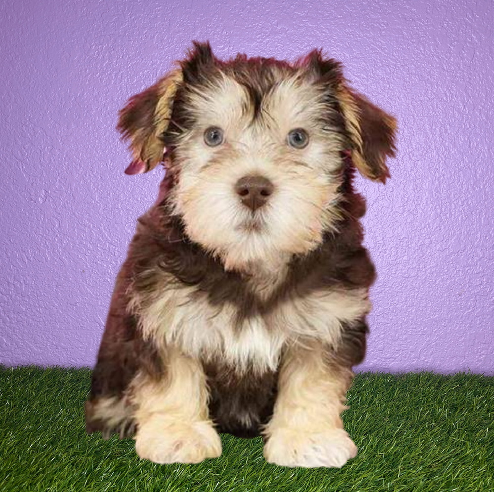 Female Schnorkie Puppy for Sale in New Braunfels, TX