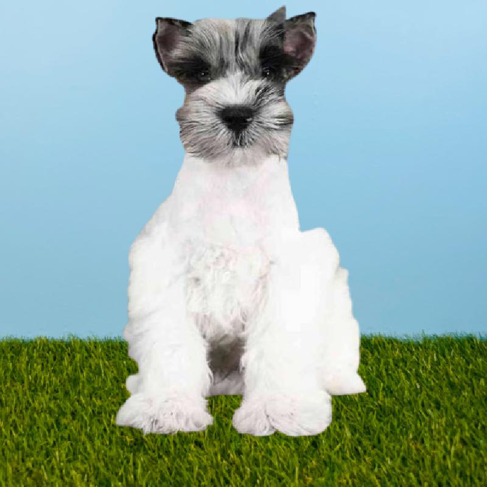 Male Mini Schnauzer Puppy for sale